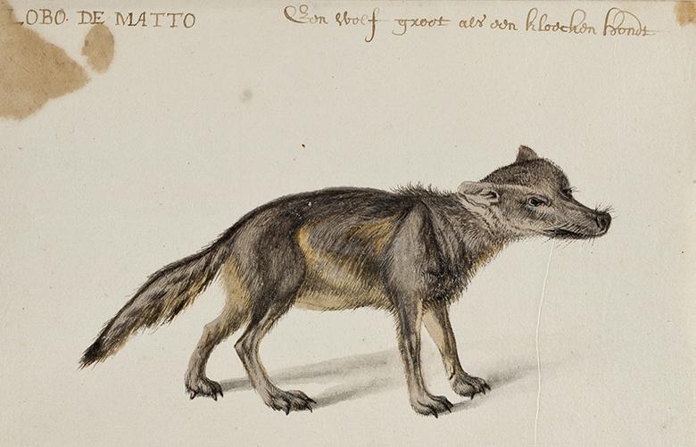 Curious Creatures \ Discussion and Debate National Gallery of Ireland