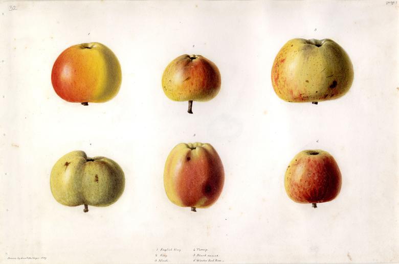 Watercolour drawing of six apples
