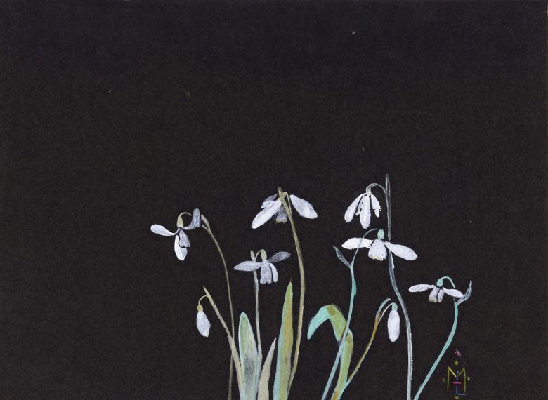 Watercolour painting of snowdrops on black paper
