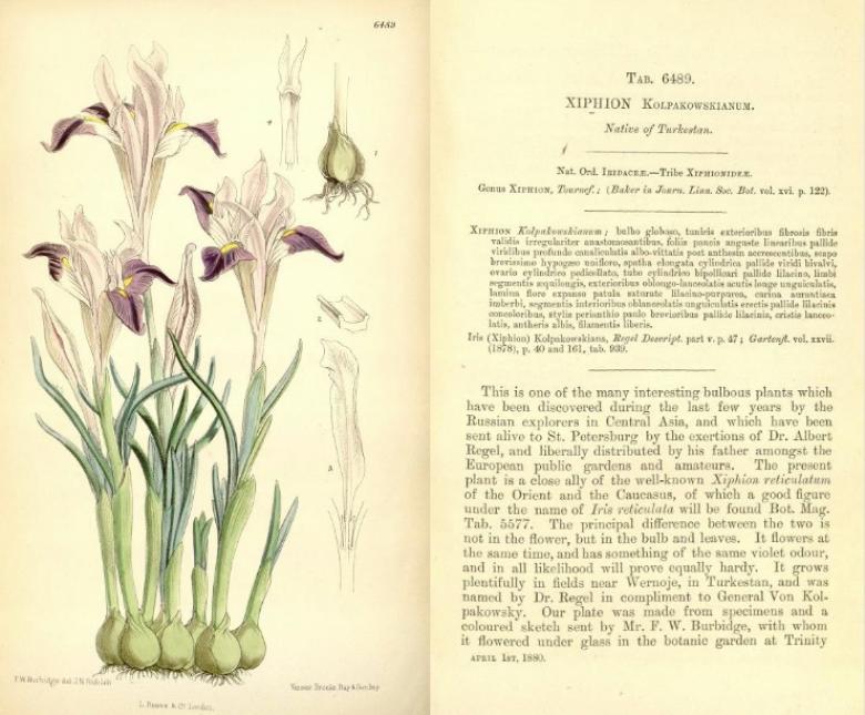 Double-page spread from Curtis's Botanical Magazine