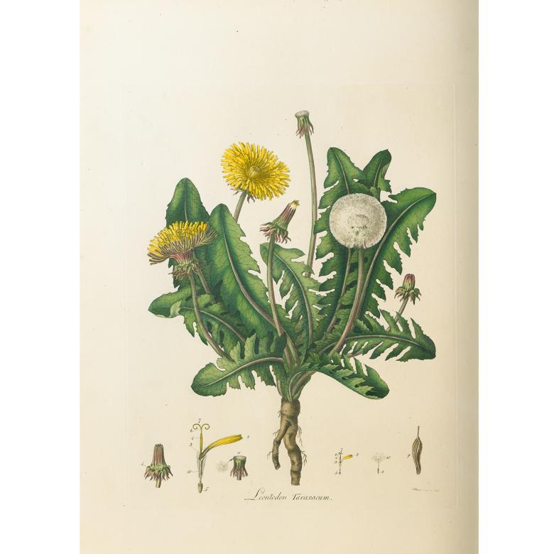 Botanical drawing