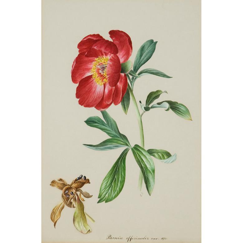 Botanical drawing