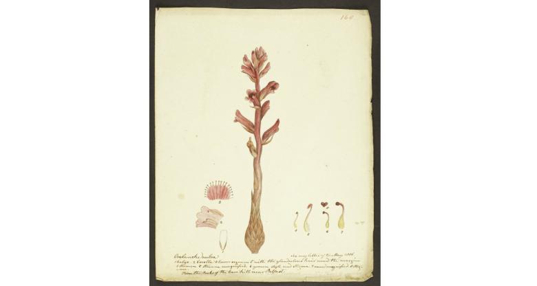 Botanical illustration