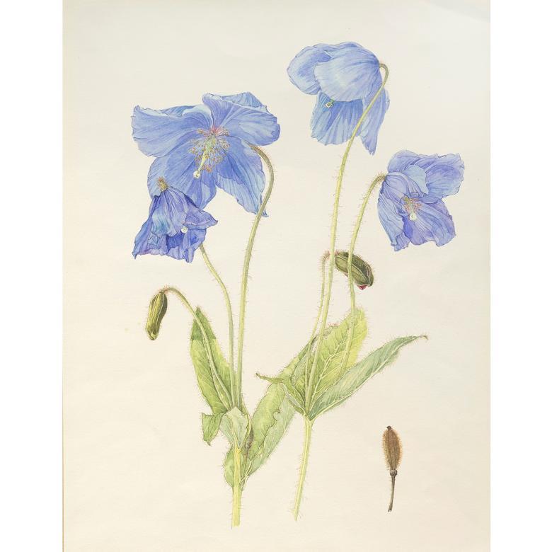 Botanical drawing
