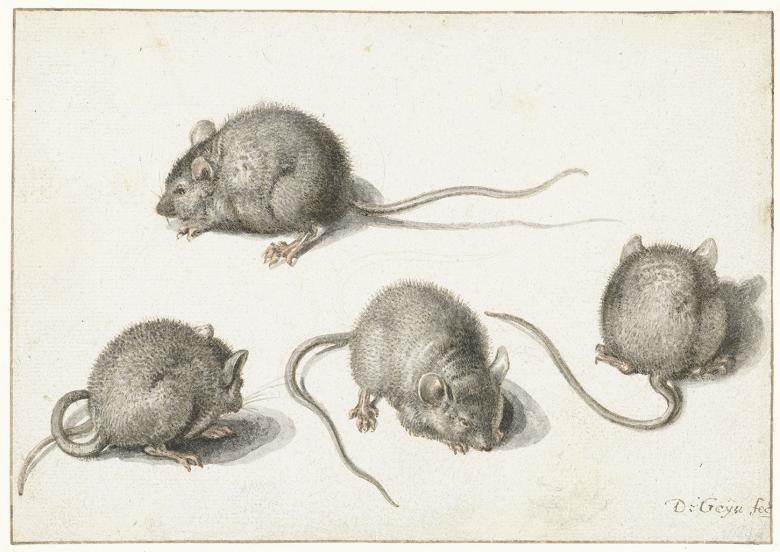 Four drawing studies of a mouse from different angles