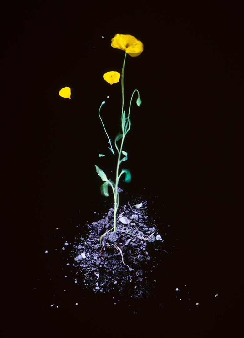 Image of a yellow poppy standing in soil on a black background