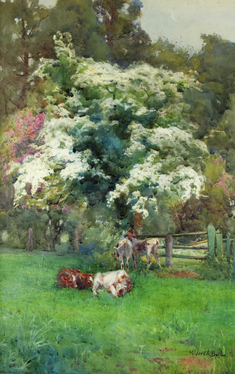 A number of cows sit and stand under a hawthorn tree covered in white blossoms. 