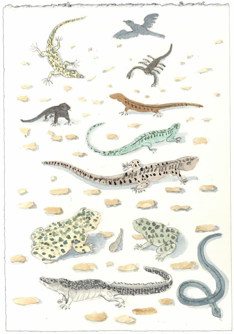 A drawing of various coloured lizards, scorpions, frogs and snakes