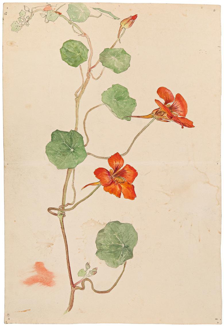 Watercolour painting of a nasturtium, a flower with five red petals and large flat green leaves.