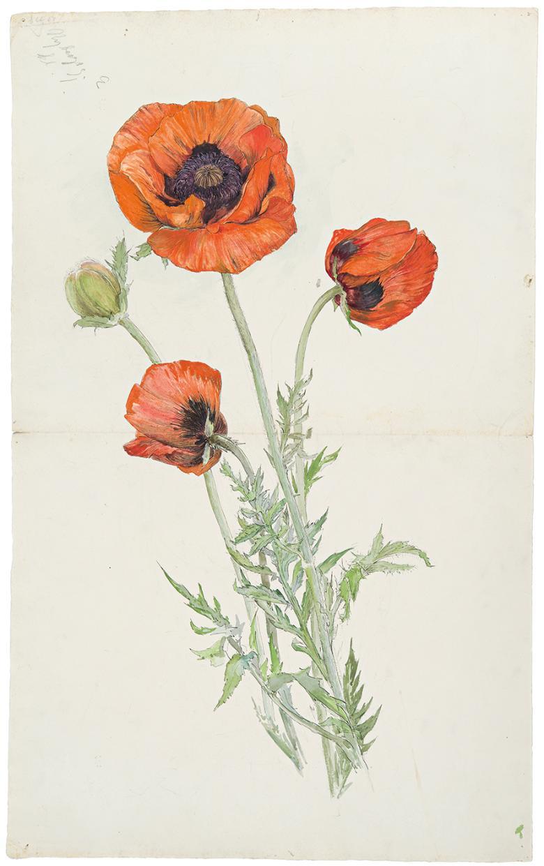 Watercolour painting of three poppies, a flower with large red blousy petals, a black centre and fine green leaves.