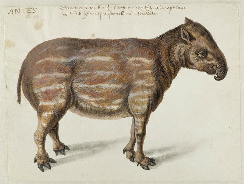 Frans Post (1612-1680), 'South American Tapir'. © Haarlem, Noord-Hollands Archief