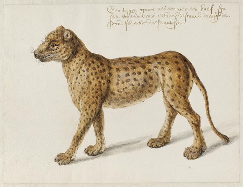 Frans Post (1612-1680), Jaguar. © Noord-Hollands Archief, Haarlem