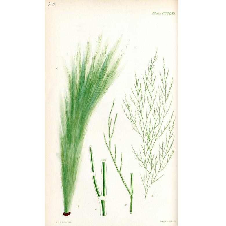 Botanical drawing of sea weed