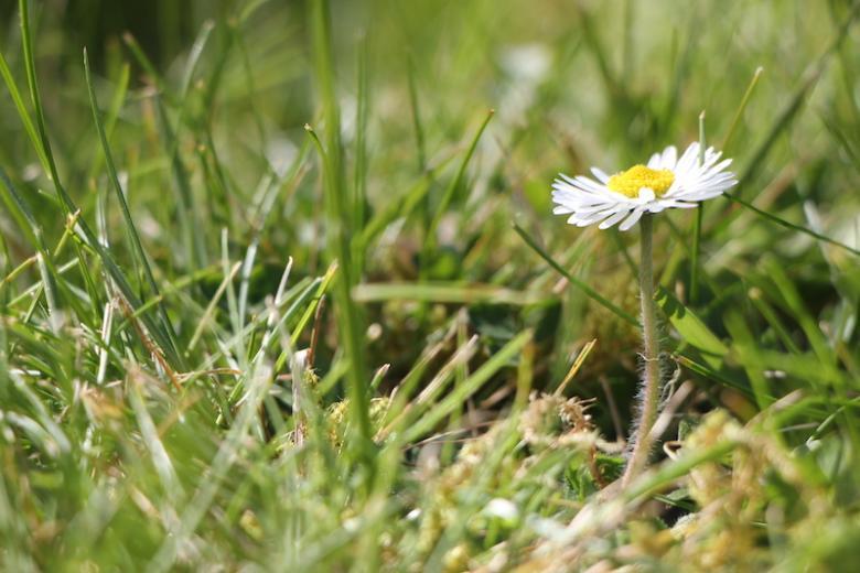 A close up view of grass with a daisy growing in its midst