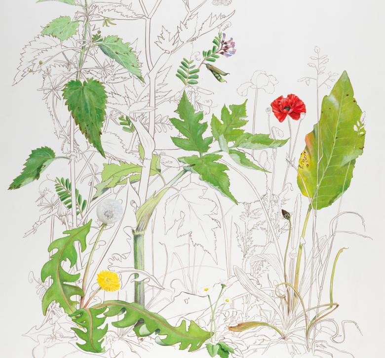 A detail from a drawing of plants - some is in black and white, some is coloured in with pops of green, red and yellow.