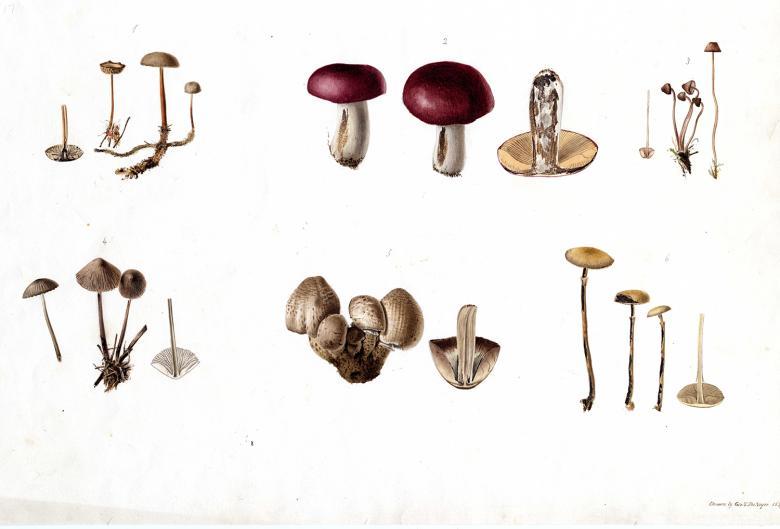 Botanical drawing of fungi