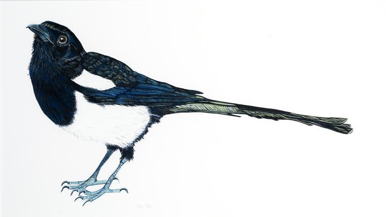 A magpie stands side on to the viewer, his head raised inquisitively. The blue on his wings shines through.