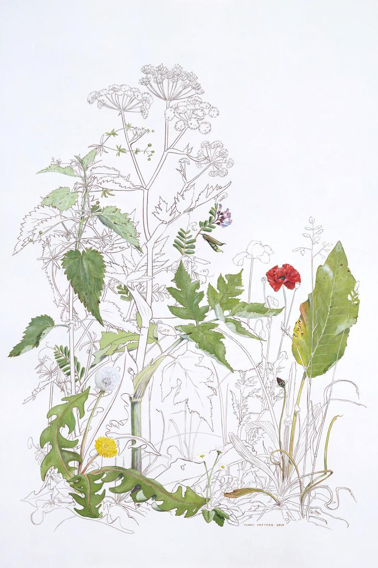 A botanical painting with some parts uncoloured and simply outlined, and other elements filled with colour