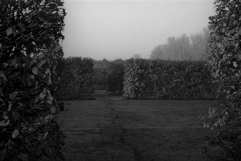 Atmospheric black and white photo of a misty formal garden with well-maintained hedges and shrubs
