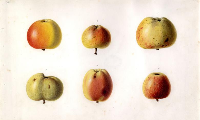 Botanical illustration of apples