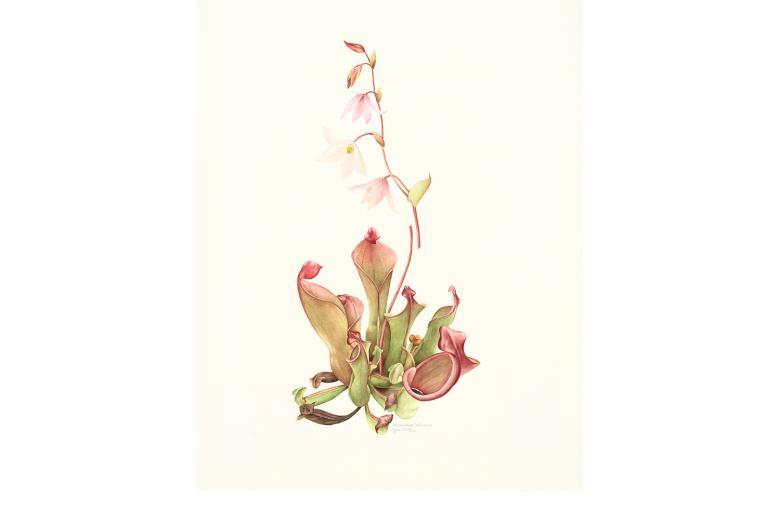 Botanical drawing by Jane Stark