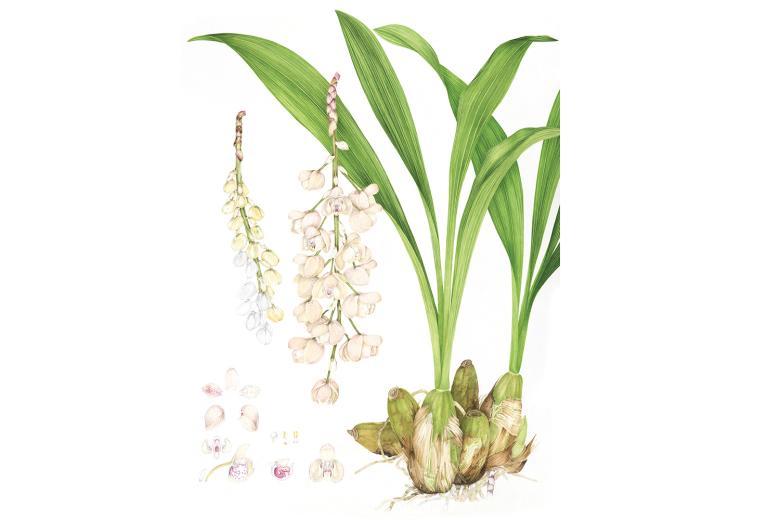 Botanical drawing by Margareta Pertl