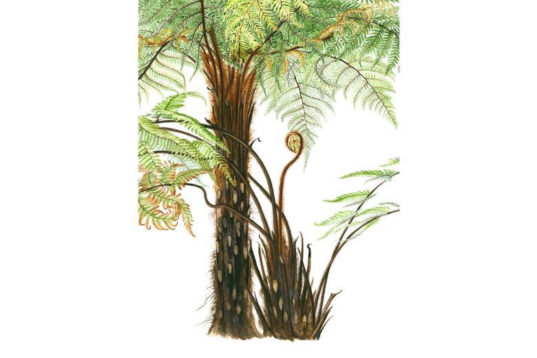 Botanical drawing by Susan Sex