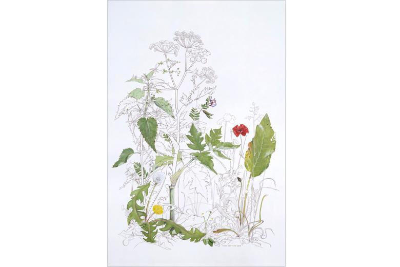 Botanical drawing by Yanny Petters