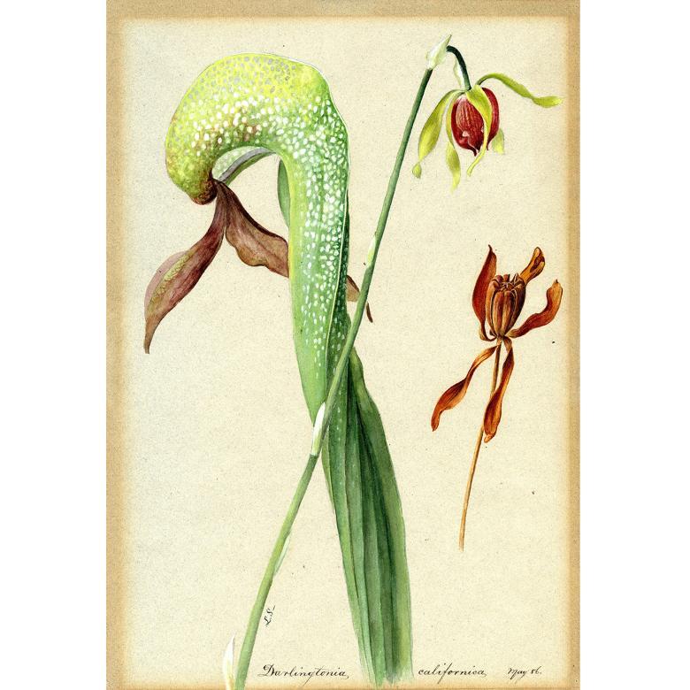 Botanical drawing