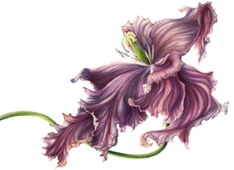 Contemporary Botanical Artists National Gallery of Ireland