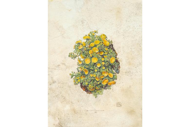 Botanical drawing by Shevaun Doherty