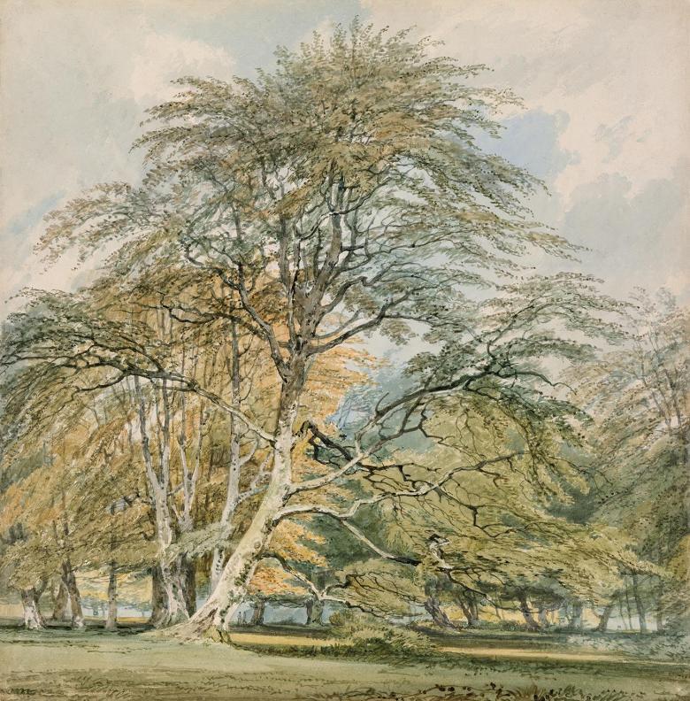 Detailed watercolour of tall beech trees
