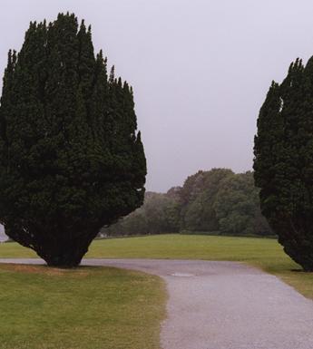 Colour photograph of a foggy landscape, with two yew trees standing either side of a gravel path running through a grassy field.