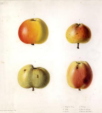 Watercolour drawing of six apples