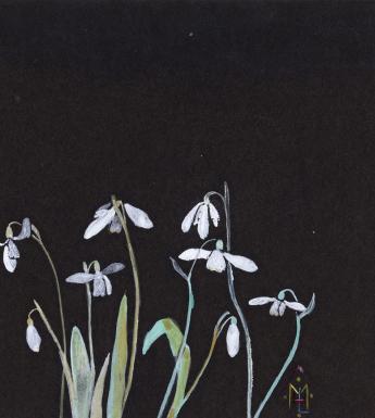 Watercolour painting of snowdrops on black paper
