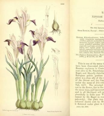 Double-page spread from Curtis's Botanical Magazine