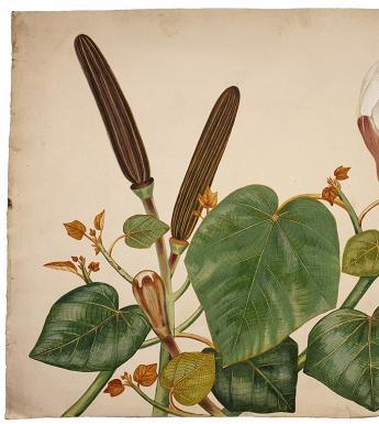 Botanical drawing of balsa