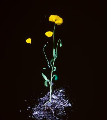 Image of a yellow poppy standing in soil on a black background