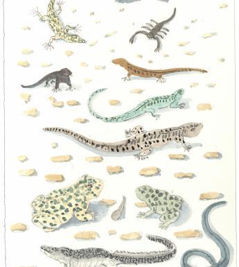 A drawing of various coloured lizards, scorpions, frogs and snakes