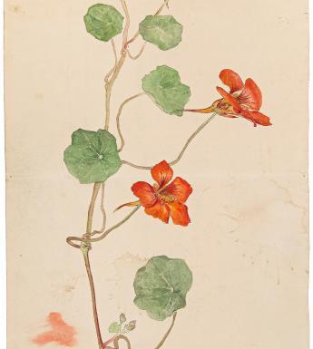 Watercolour painting of a nasturtium, a flower with five red petals and large flat green leaves.