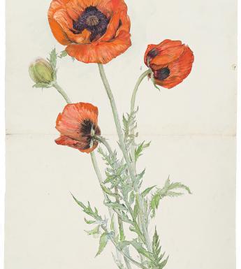 Watercolour painting of three poppies, a flower with large red blousy petals, a black centre and fine green leaves.