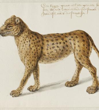 Frans Post (1612-1680), Jaguar. © Noord-Hollands Archief, Haarlem