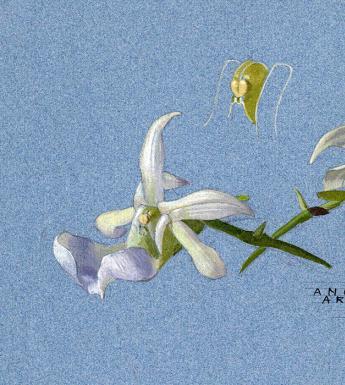 Botanical drawing by Alice Jacob