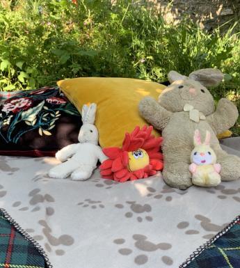 Photo of soft toys on a picnic rug outdoors