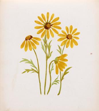 Drawing of four yellow flowers with narrow petals and thin stems