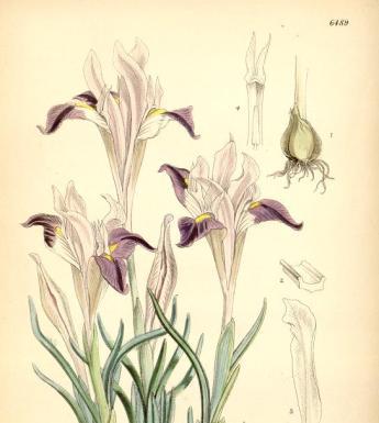Botanical illustration