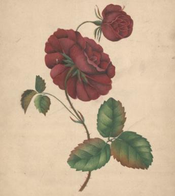 Drawing of a rose