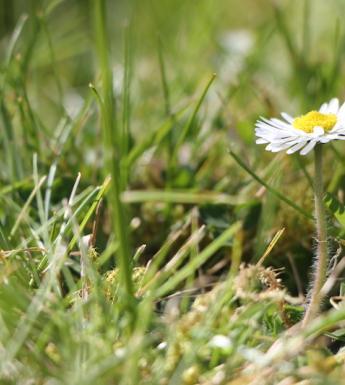 A daisy growing in grass.