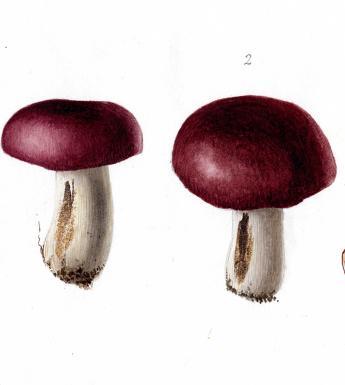 Botanical drawing of fungi