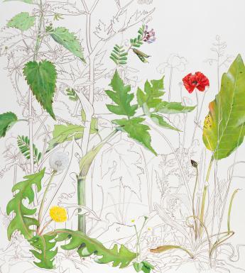 A detail from a drawing of plants - some is in black and white, some is coloured in with pops of green, red and yellow.